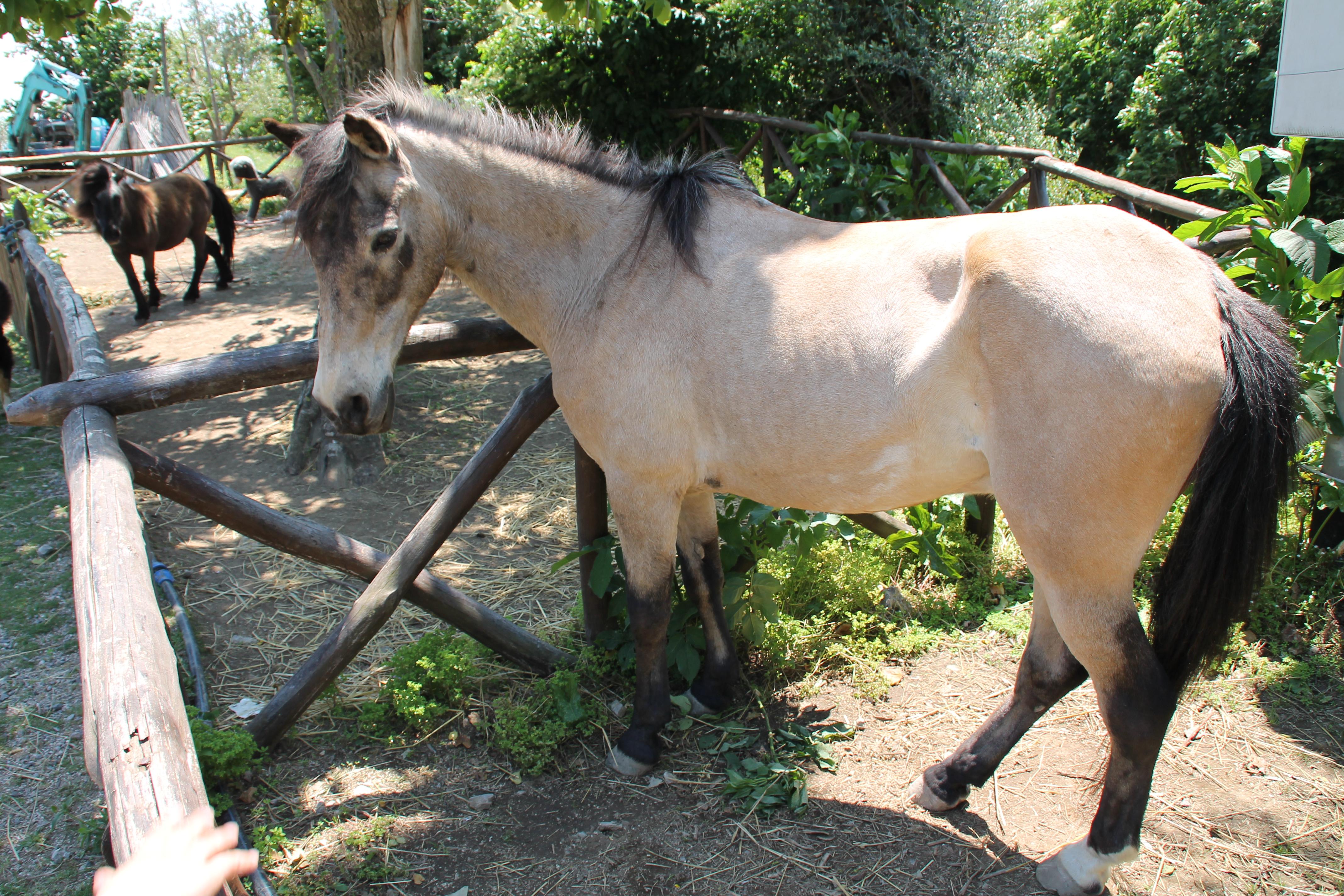 Agriturismo Piccolo Paradiso Piano di Sorrento Kültér fotó