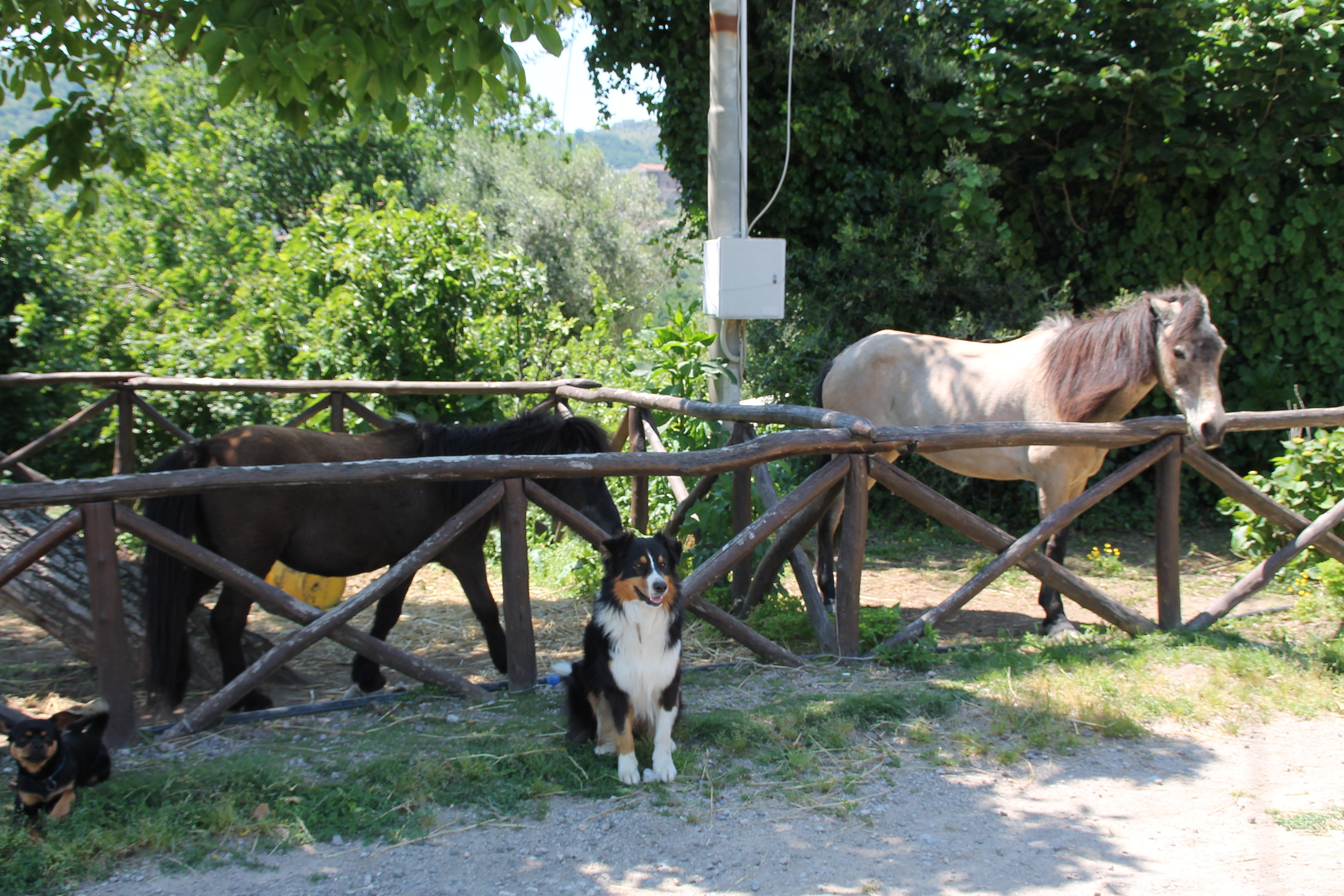 Agriturismo Piccolo Paradiso Piano di Sorrento Kültér fotó