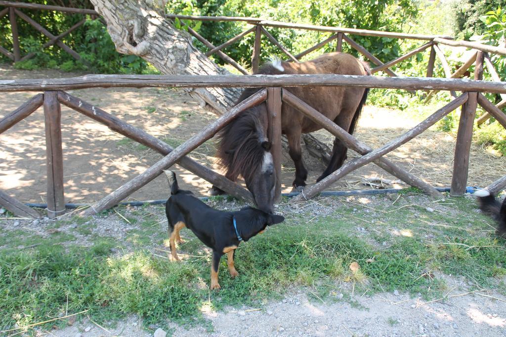 Agriturismo Piccolo Paradiso Piano di Sorrento Kültér fotó